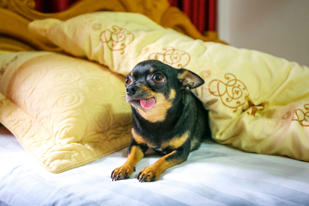 Personalidade do Chihuahua