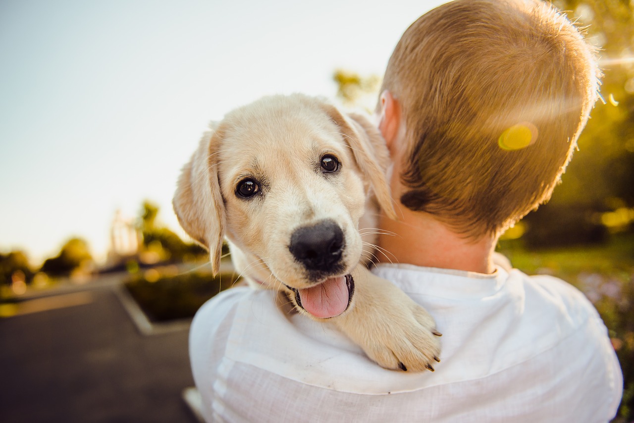 Personalidade do cão | Diferentes tipos de personalidades