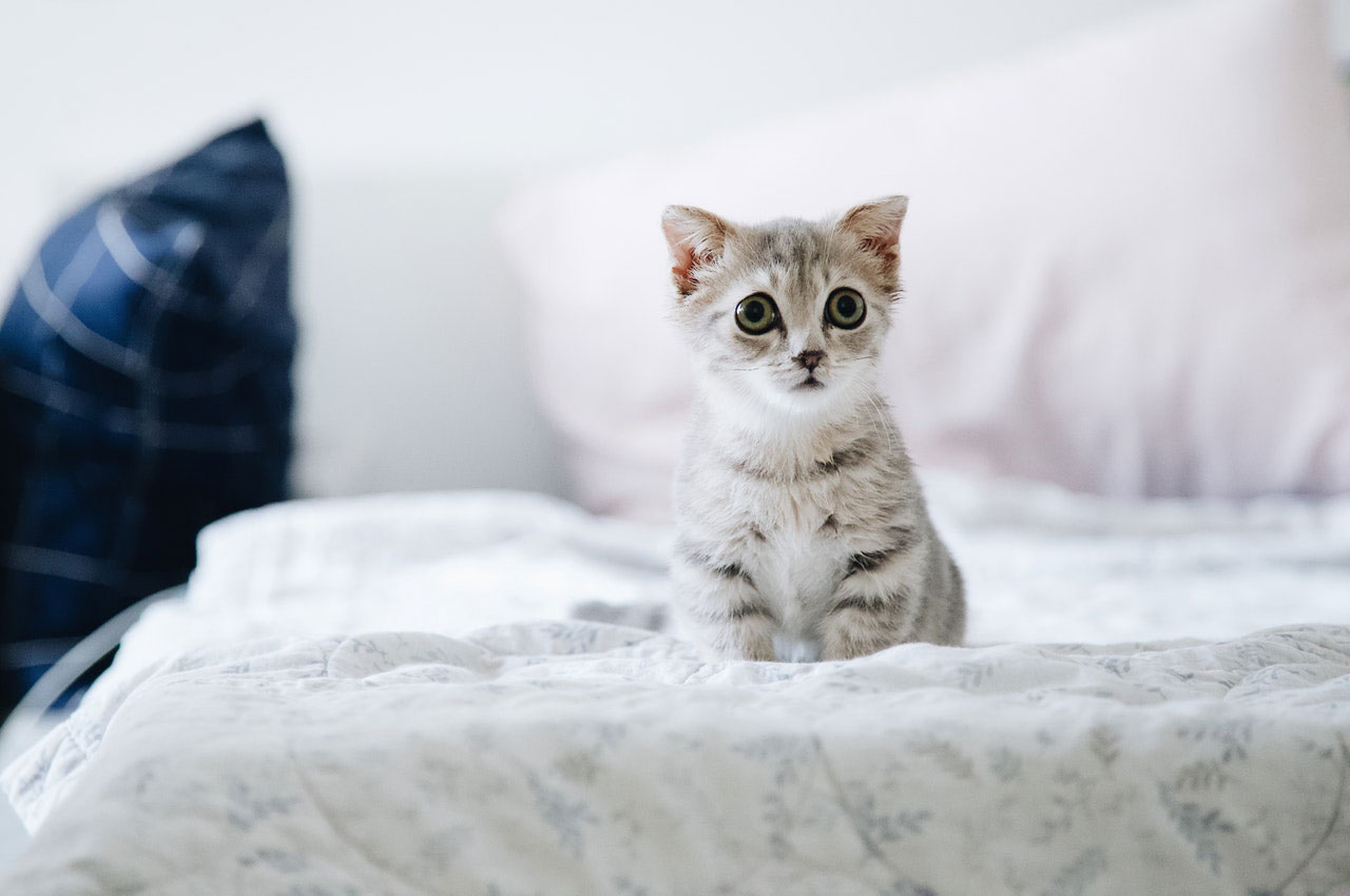 Plantas venenosas para gatos