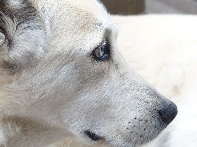 Pneumonia Fúngica (fungos) em cães