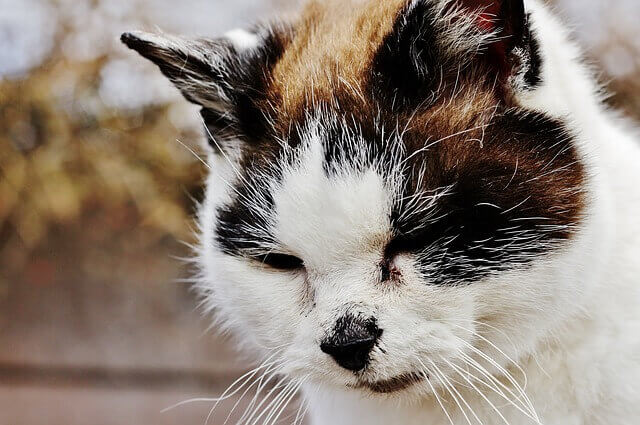 Pneumonia em gato