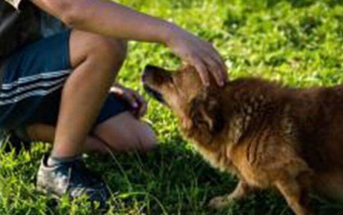 O que são pontos quentes em cães?