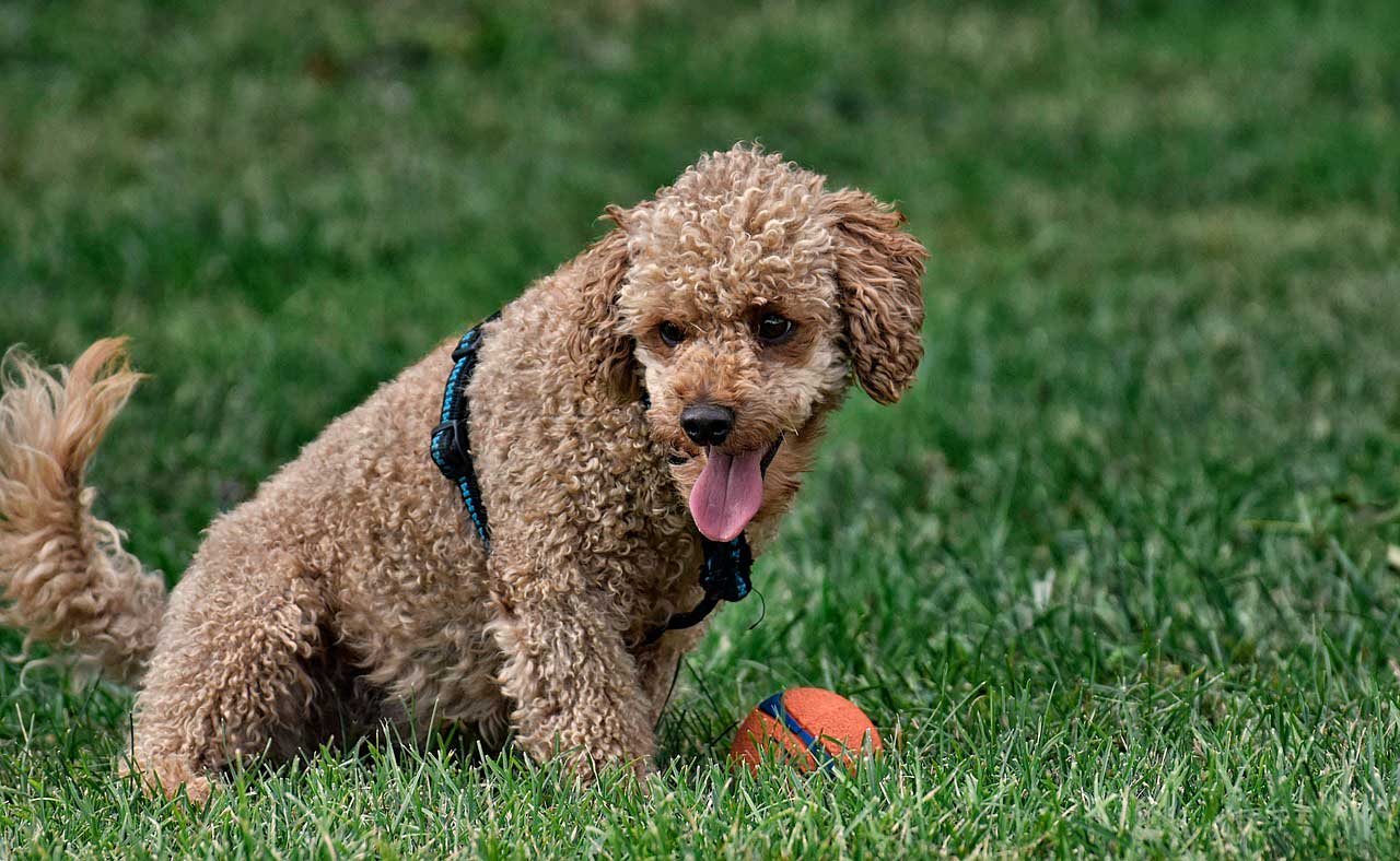 Poodle | Tudo o que você precisa saber sobre a raça