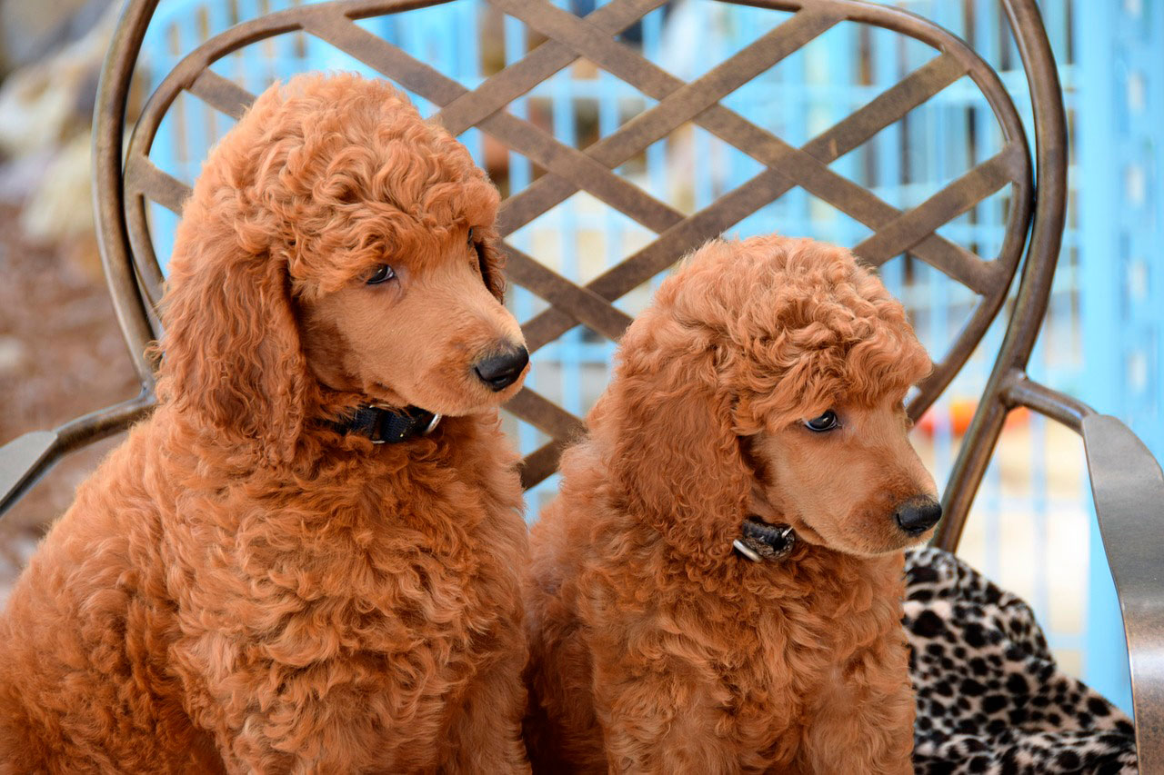 Poodle Padrão | Principais doenças