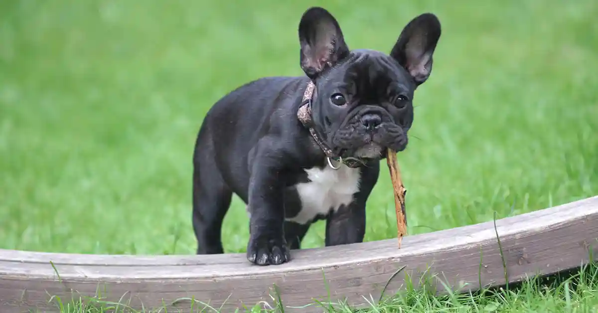 Por que cachorro rói madeira? [ Guia Completo ] 