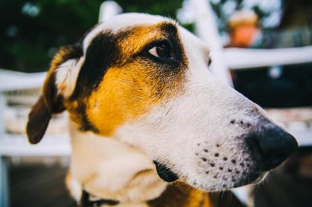 Por que cachorros têm bigodes?