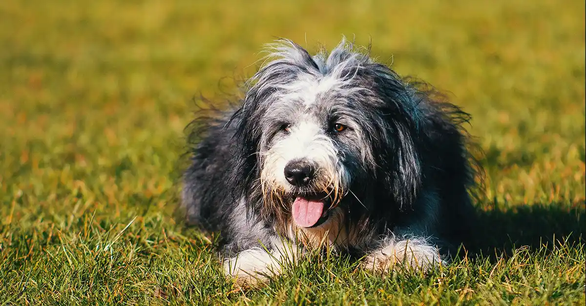 Por Que Cães e Gatos Comem Grama?