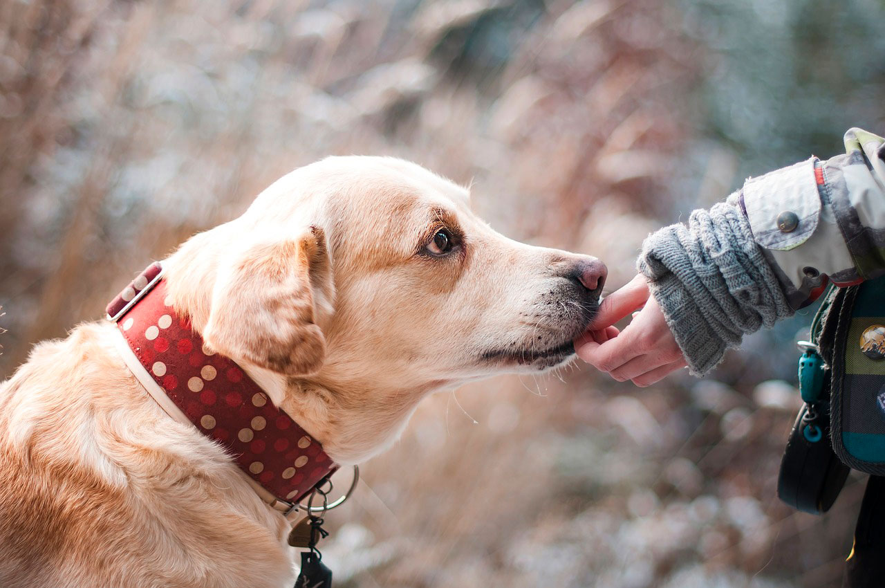 Por que estamos tão emocionalmente ligados aos nossos pets