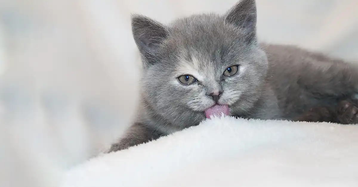 Por que o Gato enterra comida?