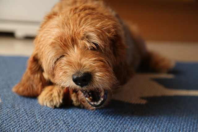 Por que meu cachorro está tremendo? Não é sempre de medo