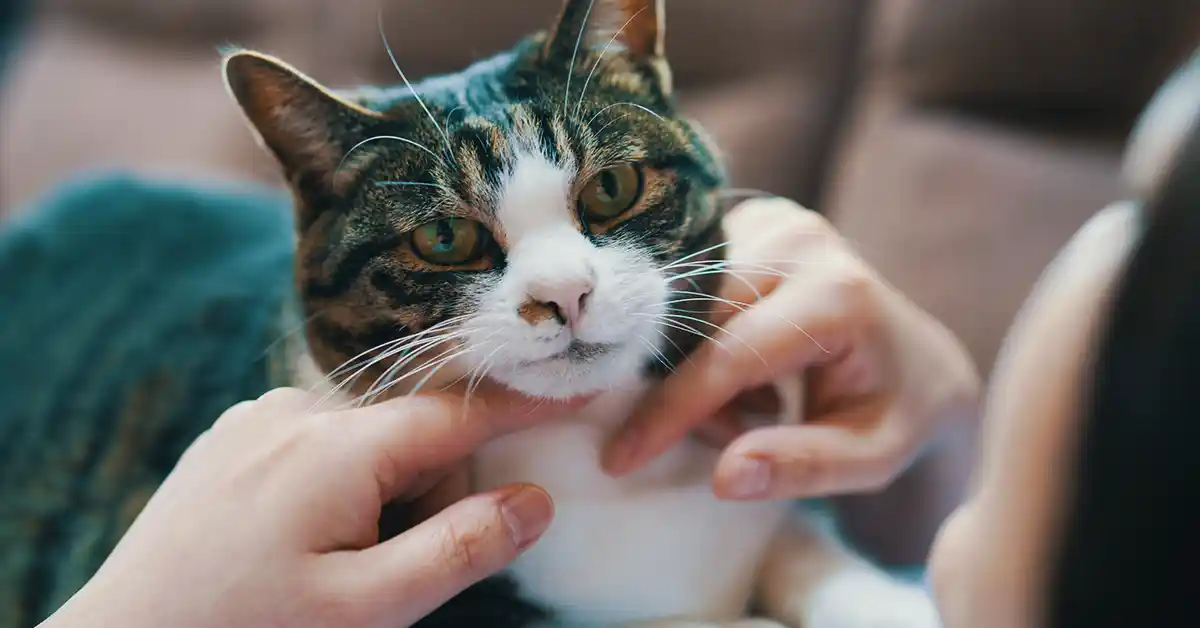 Por que meu GATO ME ATACA sem MOTIVO?