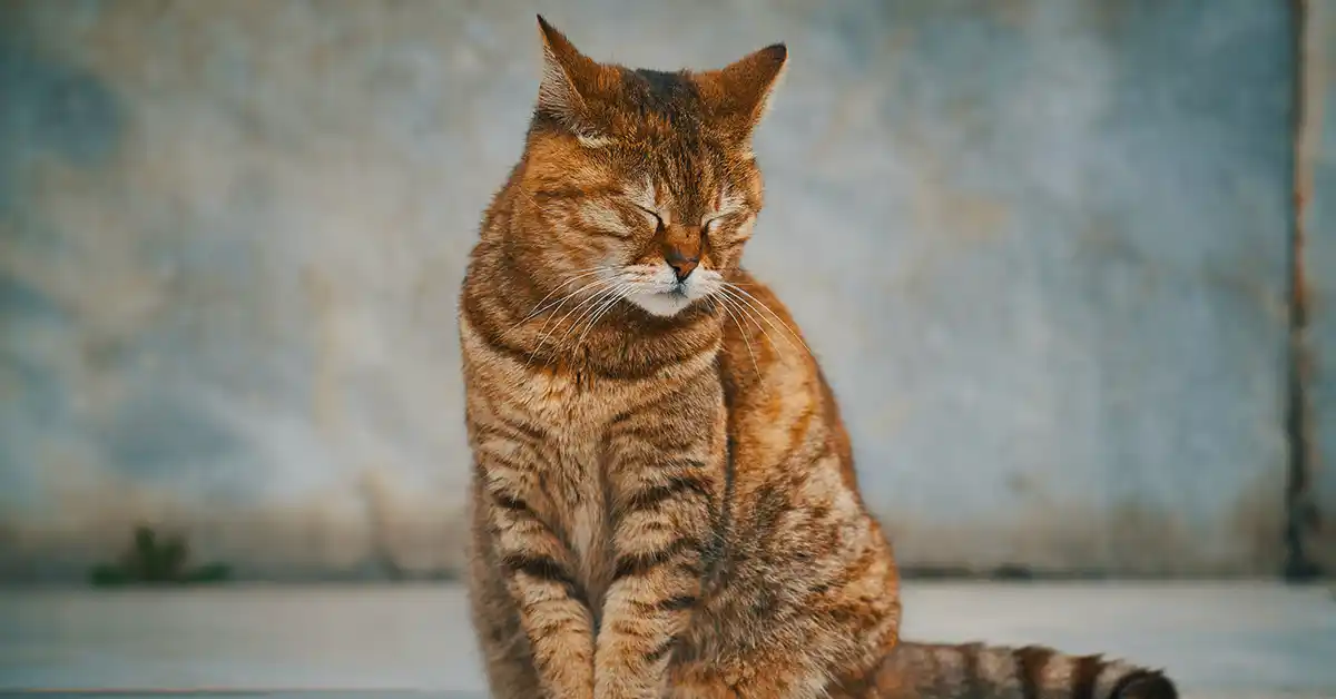 Por que meu gato me vigia quando vou ao banheiro?