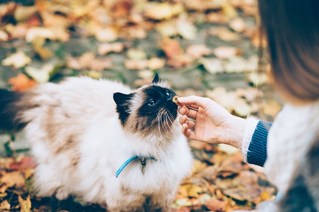 Por que meu gato vomita depois de comer?