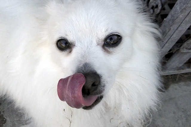 Por que o meu cachorro fica lambendo o ar?