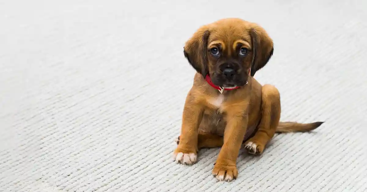 Por que os cachorros têm medo de garrafas PET?