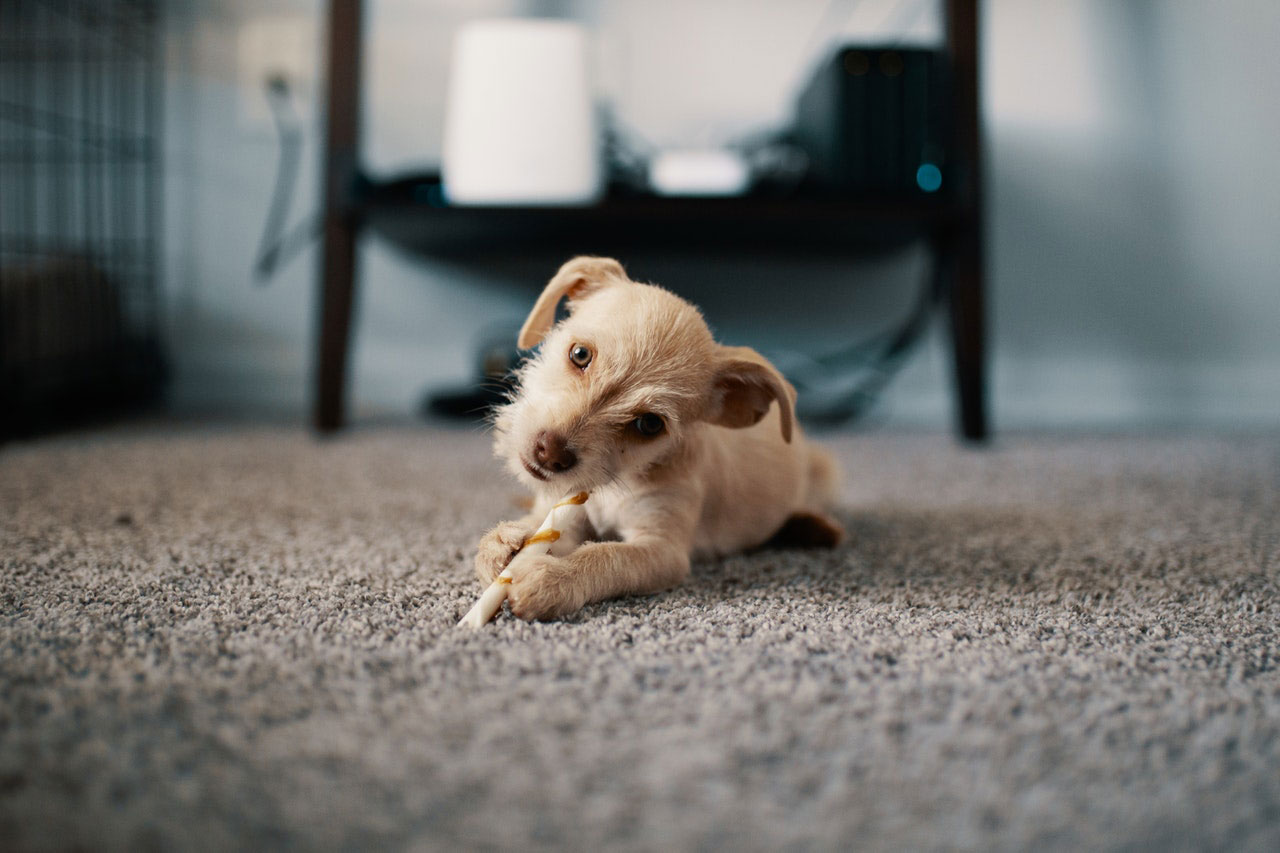 Por que os cães destroem seus brinquedos?