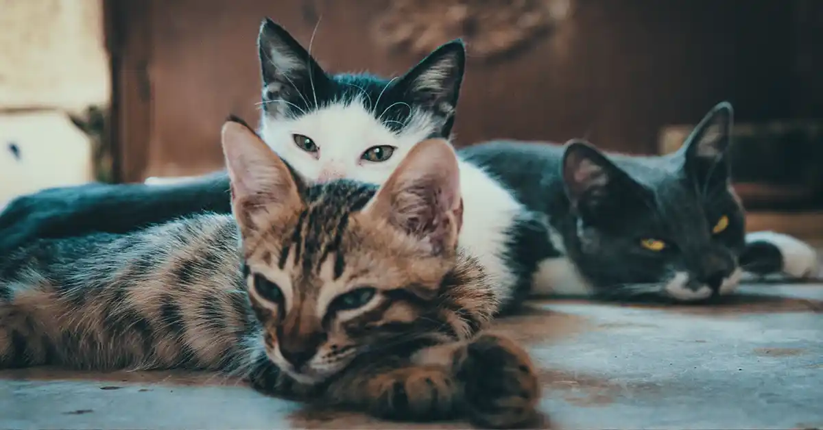 Por que os gatos cuidam uns dos outros?