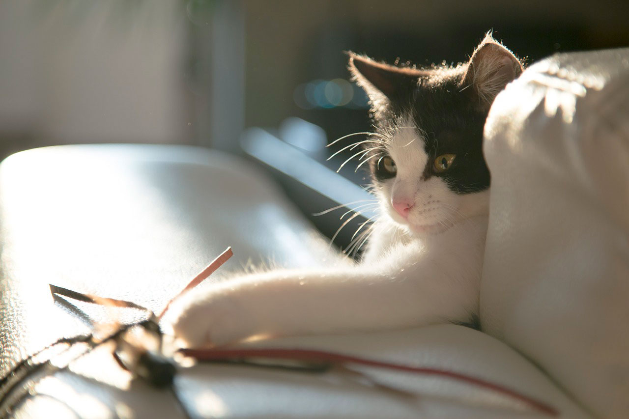 Por que os gatos levam presentes a seus proprietários?