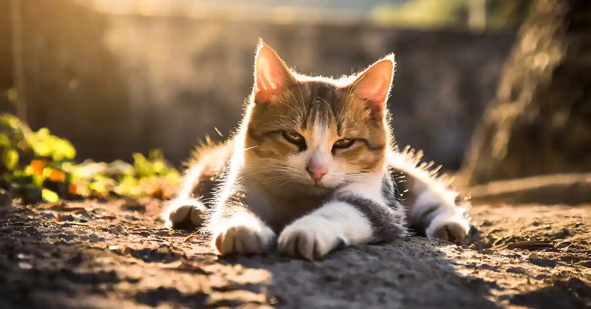 Por que os gatos rolam na terra?