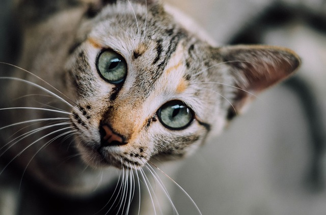 Por que os gatos têm bigodes?