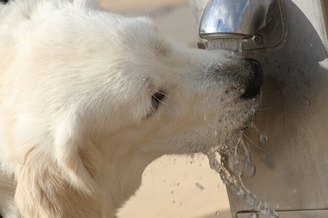 Por que a água é boa para os cães para prevenir infecção do trato urinário?