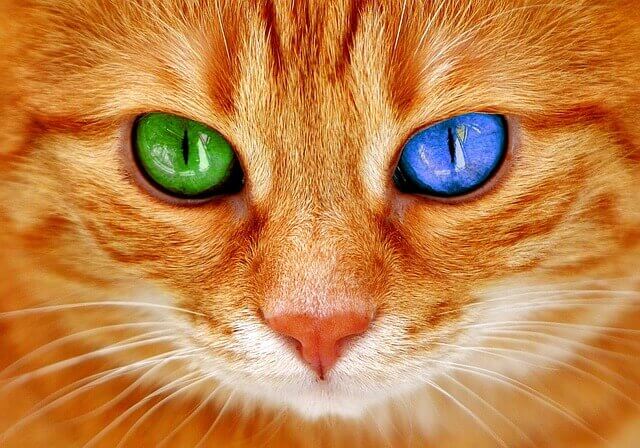 Por que alguns gatos têm olhos coloridos diferentes?