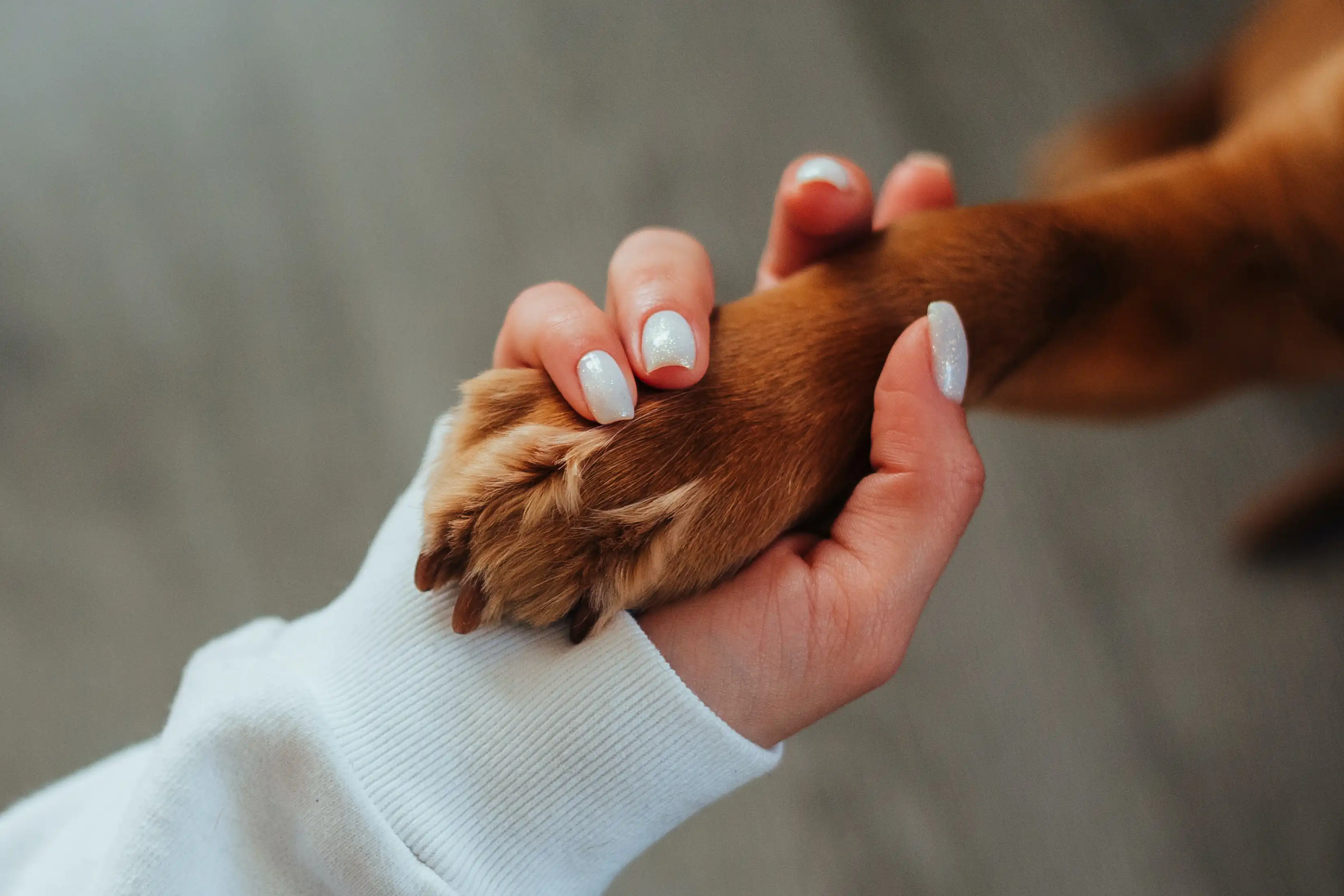 Por que Cachorro Lambe a Pata?