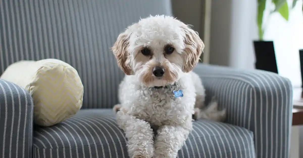 Por que o cachorro fica cavando o sofá?