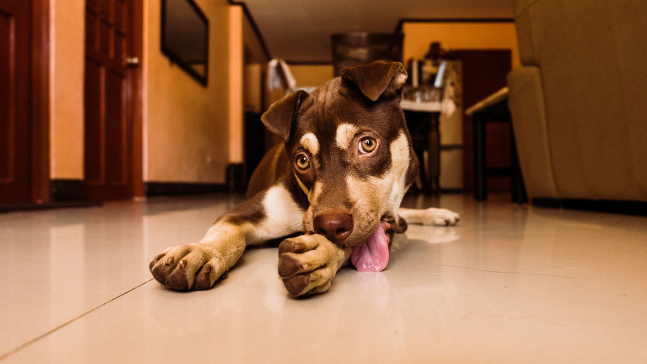 Por que o meu cão lambe obsessivamente outros cães?