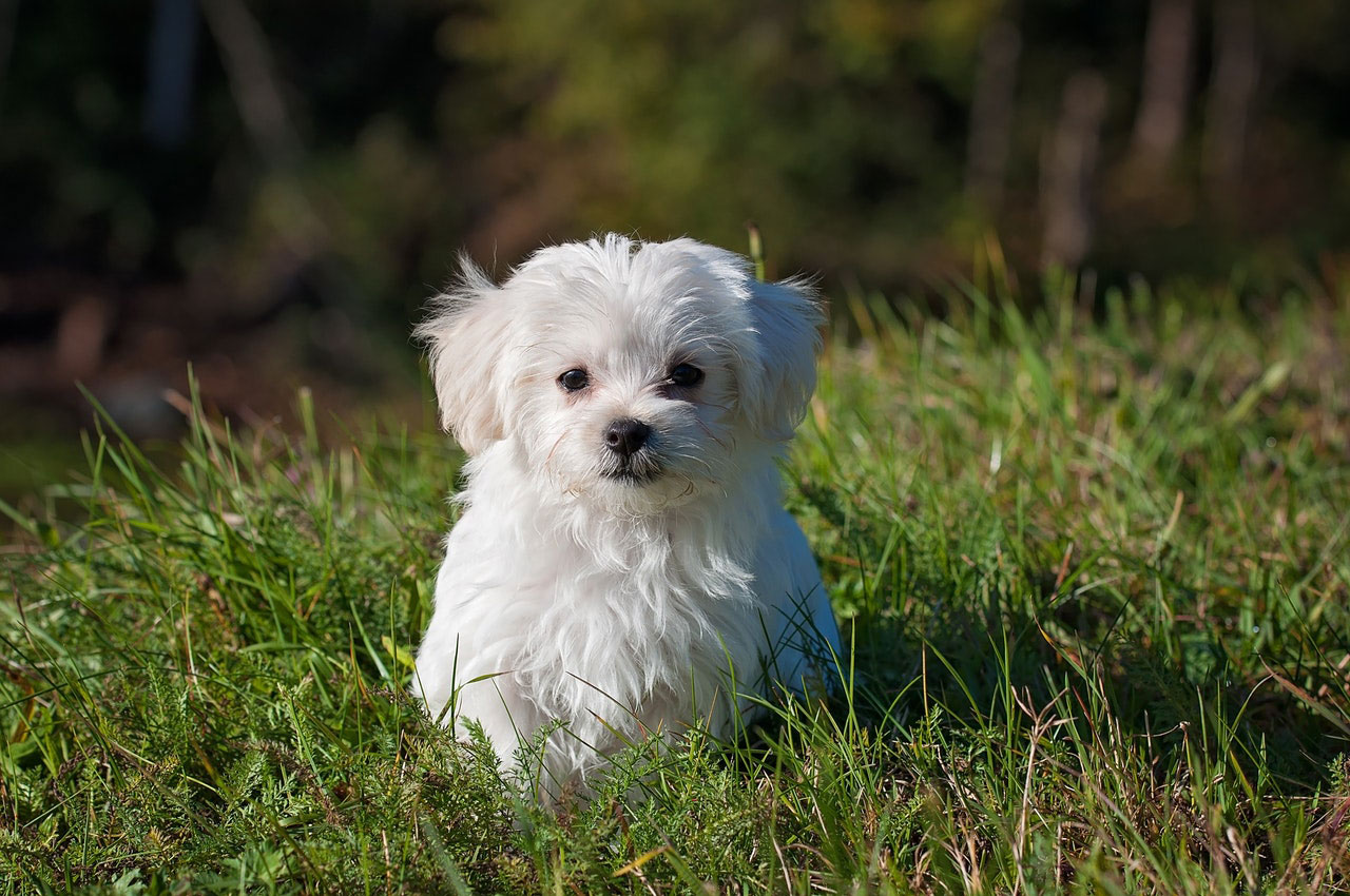 Porque o meu cão tem medo de sair de casa?