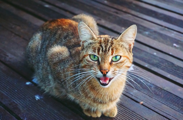 Por que o meu gato mia tanto? Gatos e excesso de miados