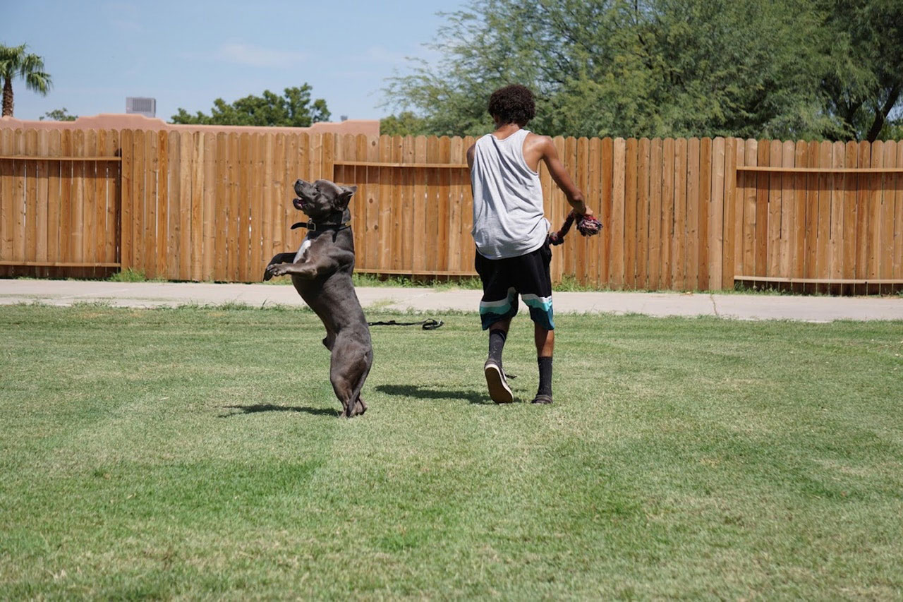 Porque os Pitbulls são grandes animais de estimação