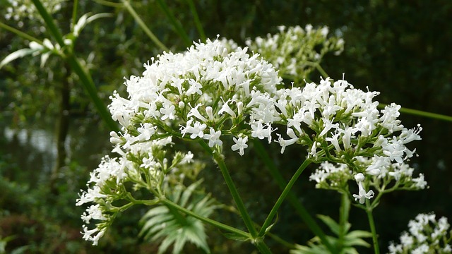 Posso dar valeriana ao meu cachorro?