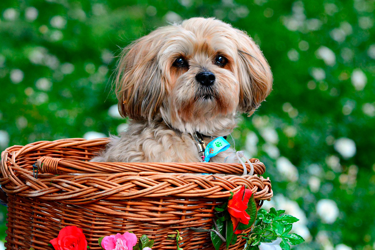 Problemas comuns de saúde em cães jovens Lhasa Apso