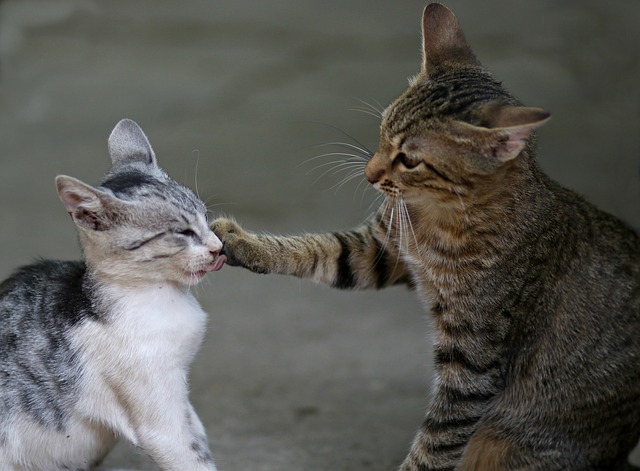 Problemas de comportamento do gato