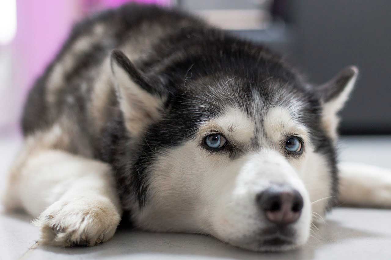 Problemas de pele do Husky Siberiano