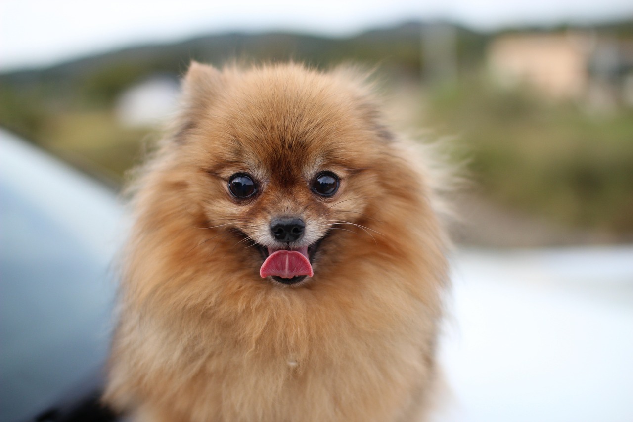 Pomeranianos | Problemas de personalidade