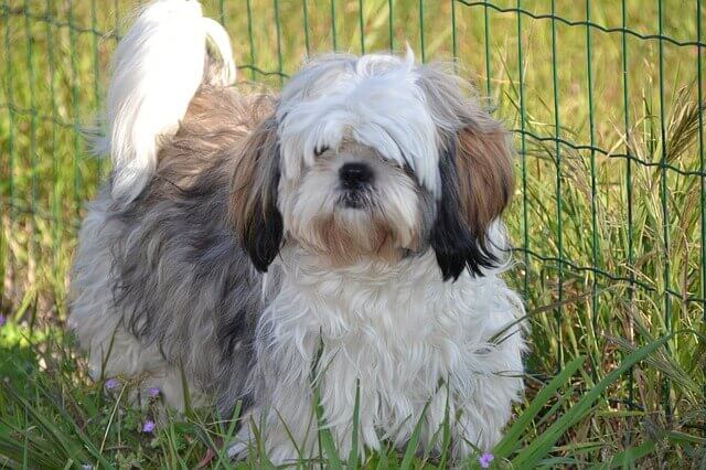 Problemas de saúde em Shih Tzu