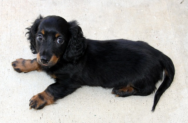 Os problemas genéticos em Mini Dachshunds