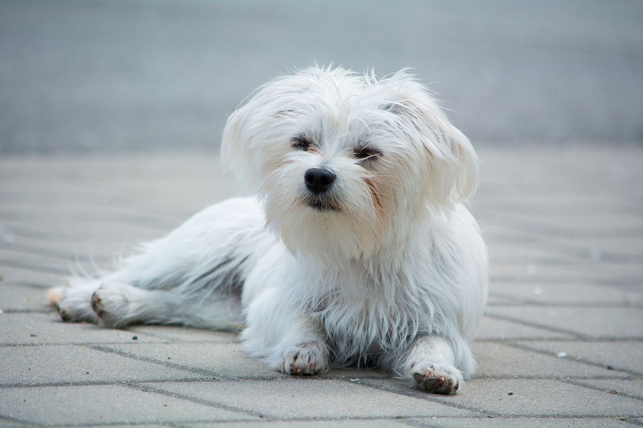 Problemas neurológicos em cães malteses