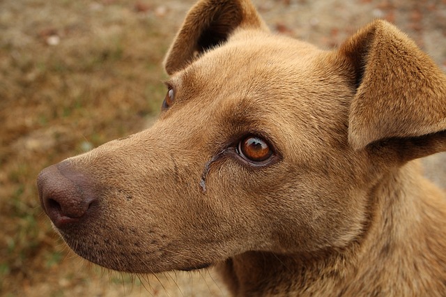 Produção insuficiente de urina em cães