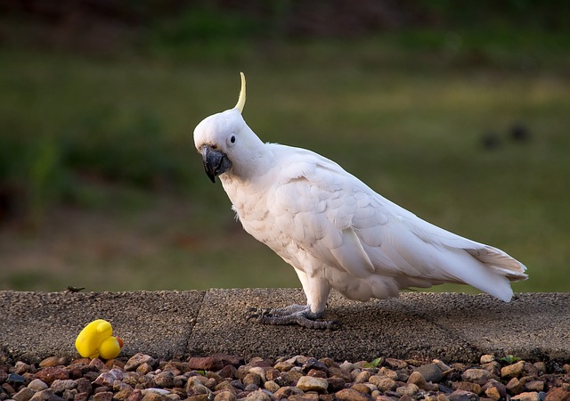 Prolapso de Ventilação em Aves