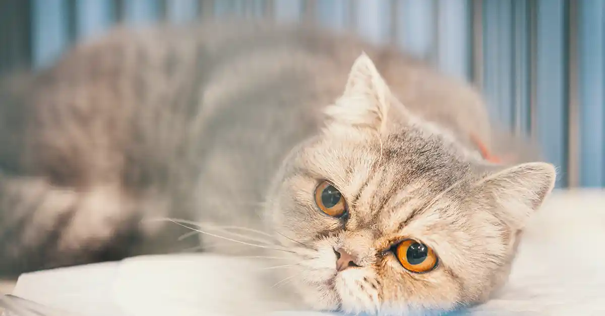 Quais os sintomas de intoxicação em gatos?