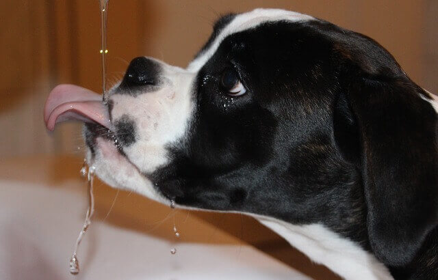 Quais os tipos de líquidos que os cães podem beber?