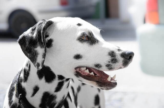 Quais são as causas da surdez em cães?