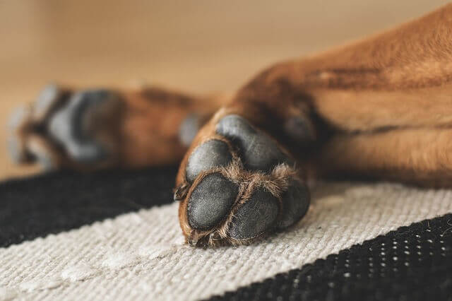 Quais são as causas das patas vermelhas nos cães?