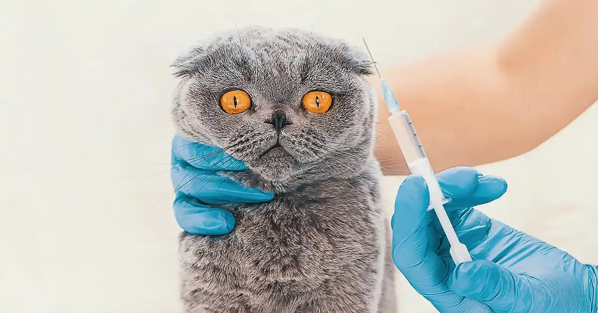 Quais são as vacinas que meu gato precisa tomar?