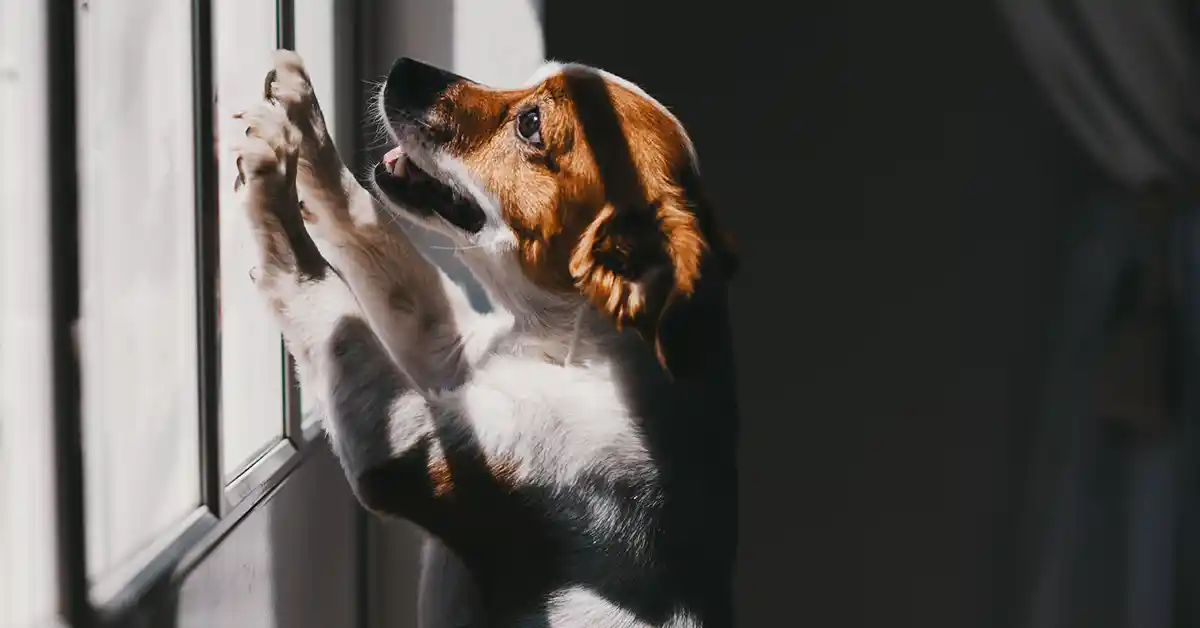 Quais são os Sinais de que um Cachorro está com Medo?