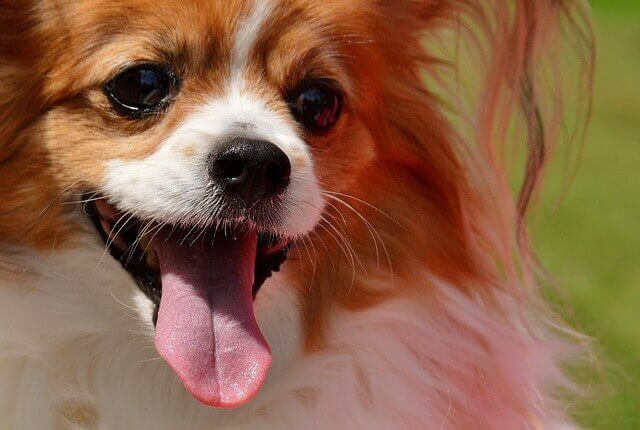 Quais são os sintomas da insuficiência renal na raça de cachorro Chihuahua?