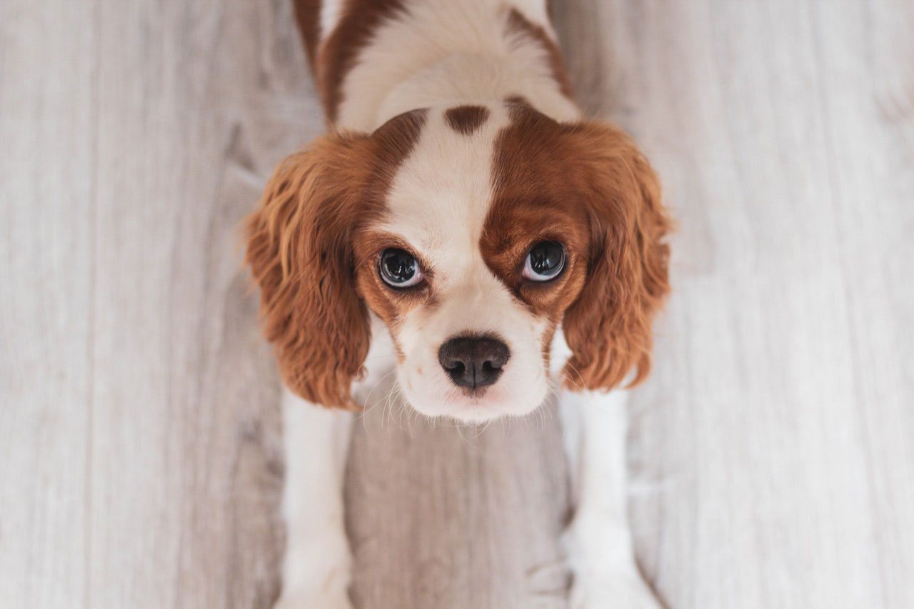 Quais são os sintomas da doença auto-imune em cães?